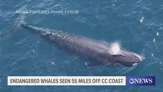 Endangered whales seen 55 miles off of Corpus Christi coast