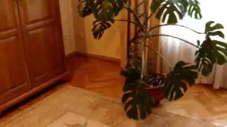 MOV06124.MPG