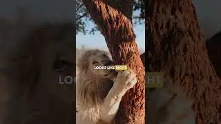 Lion Power!🦁