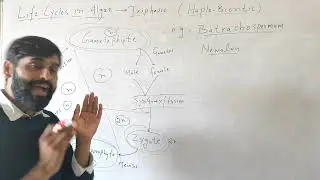 Life Cycles in Algae- Haplobiontic (Triphasic)| Algae| Botany| Biology|