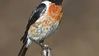 Dawn Chorus 33: The African Stonechat (Bird Call Audio)
