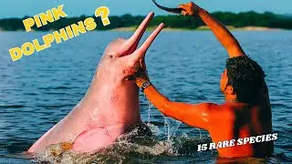 15 Dolphin Species You've NEVER Seen Before (Pink Dolphins Are Real)