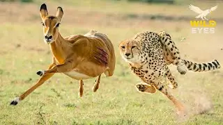 WILD SAVANNAH: CHEETAHS – RULERS of SPEED and SHADOW HUNTS | Wildlife Documentary