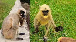 Monkey Zoom: The Moment That Changed Science Forever