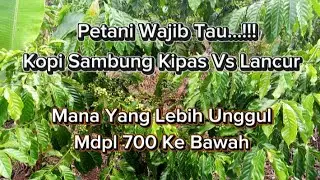 Kelebihan & Kekurangan Kopi Sambung Kipas Vs Kopi Sambung Lancur Mdpl 700 Ke Bawah