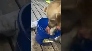 Adorable dog 🐶 is washing her paws 🐾. #shorts