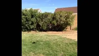 Bicopter with KK2.1 and Steveis firmware 1.14 pro