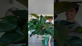 Part 3: How insane is this Red Congo? 🤯