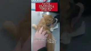 Еще 5 щенков в клинике😩, помогите #спасисобаку #собака #помощьбездомным