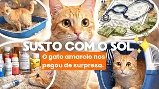 Susto com o Sol. Gato sem fazer xixi? Em machos é caso de veterinário urgente!
