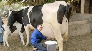 HF गाय पालकर कमाएं लाखों का मुनाफा || Holstein Friesian Cow || Biggest Udder Cow