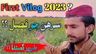 My First Vilog in sindhi | Sindhi village Life | Sindhi vlog 2023