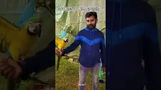 നെടുമങ്ങാട് പോളിയല്ലേ ? Onam Nedumangad Pet Show 2025 | Trivandrum #shorts #nedumangad #petshow