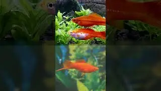 Swordtail &ndash; the fish that looks like it&rsquo;s ready for a duel | TANKED IND | @tanked_ind