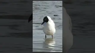 BROWN HOODED SEAGULL - GAVIOTA CAPUCHO CAFE Chroicocephalus maculipennis #shorts #birds #bird #gull