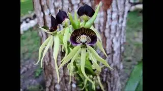 locos por las plantas fichas tecnicas de orquideas encyclia cochleata