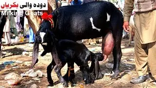 Best Beetal Milking Goats - Sahiwal Bakra Mandi 2019