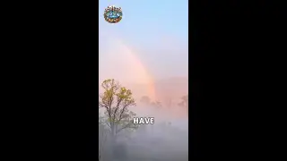 The Magic of Fogbows