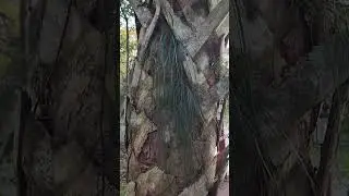 Mistletoe Cactus on Cabbage Palm.