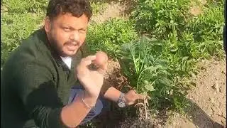 DAP PLUS +GOLDEN JIVRAS RESULT IN POTATO 🥔 CROP MULTIPLEX GROUP 