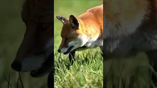 The Smartest Hunter in the Wild?  #AnimalFacts #Nature #WildAnimals #Fox #NatureShorts #DidYouKnow