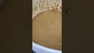 EC Extreme Gut Buster Sewer dip bait teaser!