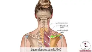 Muscle Anatomy Master Class   Rhomboids   Muscle Attachment Drawn Illustration