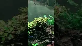 Freshwater aquarium