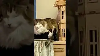 видео от @tigrelma #школа #cat #duet #catlover #colonelkkjϟ #cute #funny #magic #kitten #cutecat