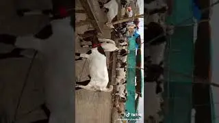 EID. TIK_TOK. Goets(5)