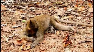 OMG POOR ORPHAN JESSIE FELL & HURT | WE LOOK FAR IN DISTANCE SAW JESSIE FALL FROM TREE & HURT