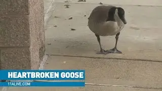 Heartbroken goose refuses to leave business