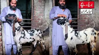 Amritsari Beetal Breeder Kids Of Mian Imran Lahore 2023