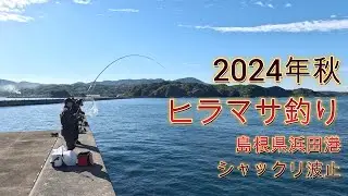 ヒラマサ釣り島根県浜田港シャックリ波止(2024.11.9)