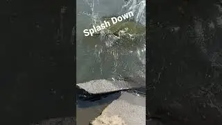 #shorts #shortsvideo #stripedbass #catchandrelease #splash #fishing Had to let this Striped Bass Go