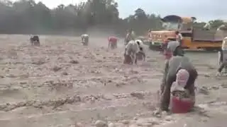 Los inmigrantes recogiendo las papas dulces🍠🍠🍠en el campo con toda la cuadrilla! 2019😊😊!