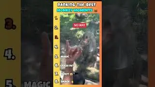 Ranking the Funniest Monkey Moments 🐒😂