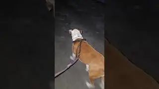 Ellie's Walk Cam Day 753 #dog #dogwalk