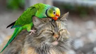 Tiny Parrot Cat Makes Friends With Everyone | A Lost Pet Mystery With a Kind Twist