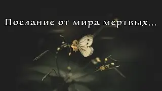 Таро. Послание от мира мертвых. Вас ждет мир прекрасного погружения.