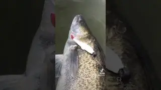 Zanderangeln Angeln auf Zander #Shorts #Angeln #Fisch #Monster #Natur#top