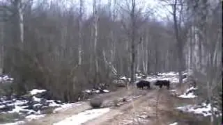 Кабаны уходят из загона