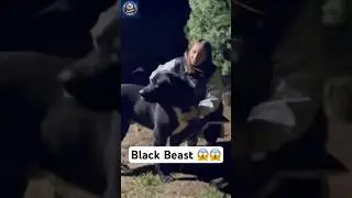 Black Beast Alabai: The Ultimate Guardian Dog in Action