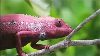 The Incredibly Cheeky Chameleon (original narration by Randall) #share #wildlife