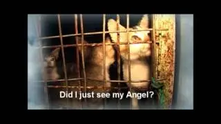 Animal Advocate Television Season 8   Show II
