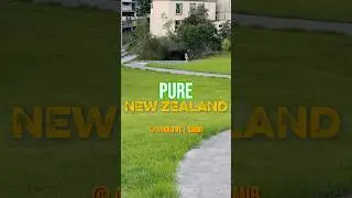 Pure New zealand #viralvideo#viralshorts#purenz#naturesounds#shortsyoutube🏞️🌹💚✅🍀