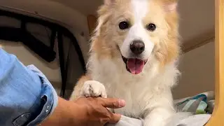 【脱毛テープ】パパが苦しむ姿をみると興奮して喋り出す犬が面白いw【ボーダーコリー・ゴールデンレトリバー】
