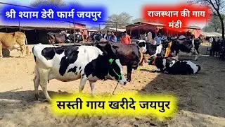 Jaipur hatwada | jaipur cow mandi श्री श्याम डेरी फार्म जयपुर | jaipur Pashu mandi 24 दिसंबर 2025