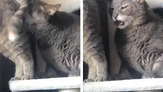 Sniffing cat 😽 | Funny and adorable cat videos 2022