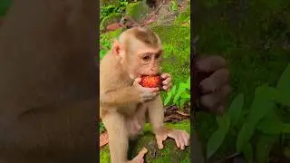 Adorable Handsome Luno Eating Rambutan